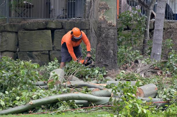 Best Tree Cutting Near Me  in Adrian, MO